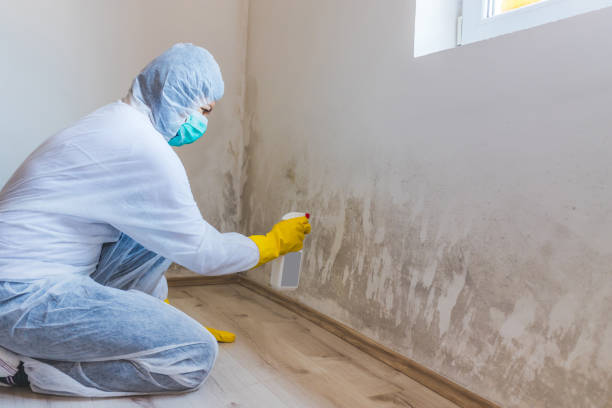 Licensed Basement Mold Removal service in Teterboro, NJ - WQB Mold Removal