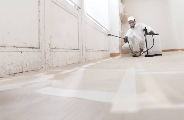 24/7 Emergency Basement Mold Removal experts in Teterboro, NJ