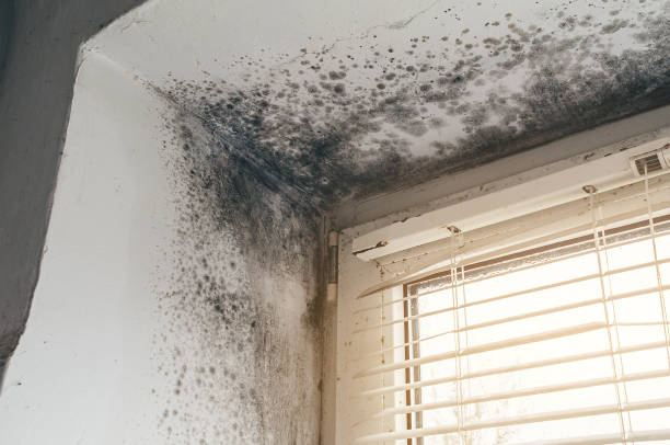 Affordable Basement Mold Removal solutions in Teterboro, NJ